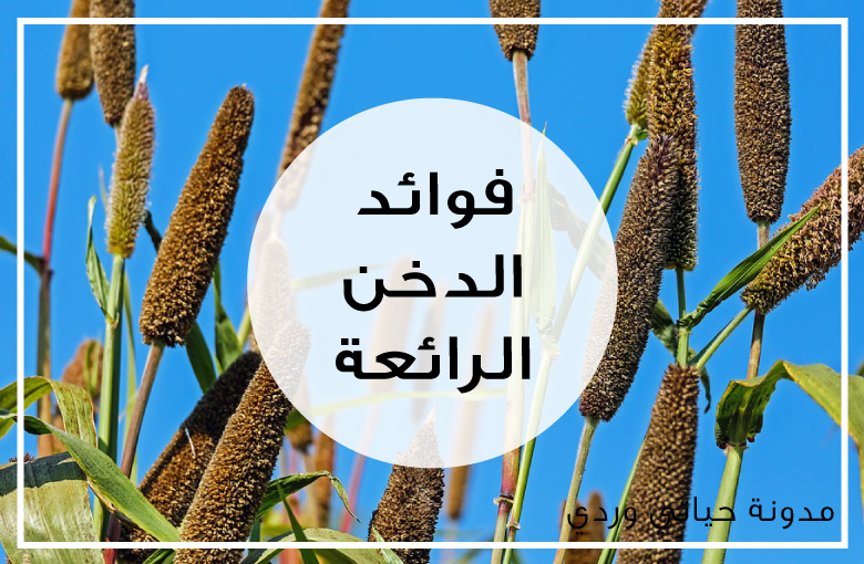 فوائد الدخن للشعر