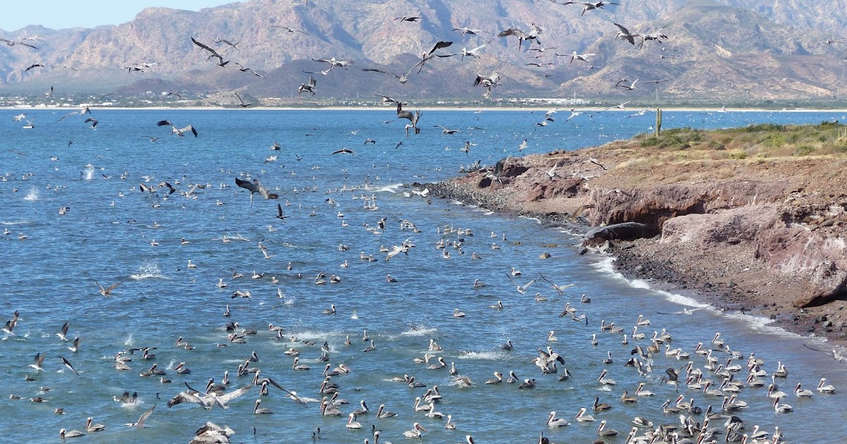 Pelicans! Feeding Frenzy!