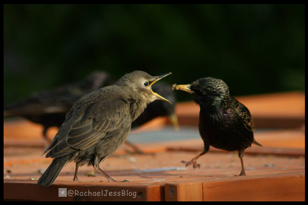Feeding the birds