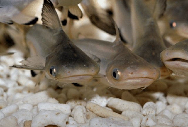 Cara Pembenihan Ikan Patin Menghasilkan Banyak Telur
