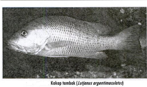 Budidaya Ikan Kakap TAMBAK