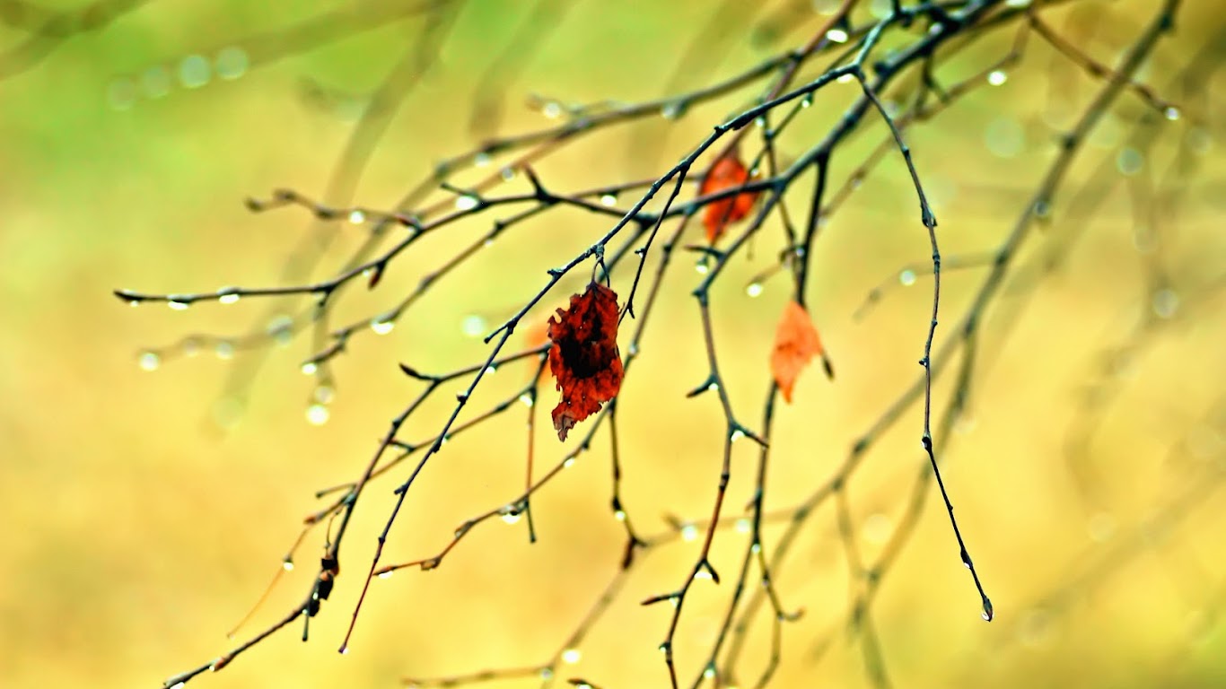 Healthy Food to Indulge at Diet Times