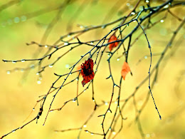 Healthy Food to Indulge at Diet Times