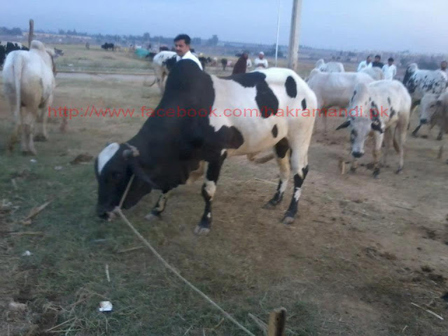 Bakra Mandi: ISLAMABAD BAKRA AND COW MANDI PICS BY BAKRA  