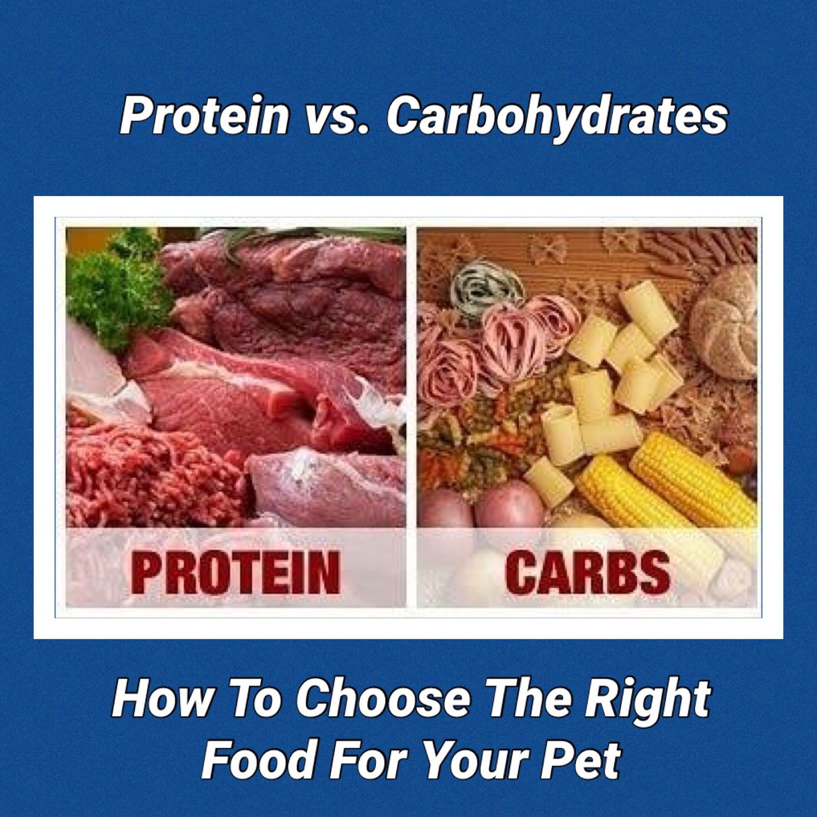 How Much Protein Should Be In My Pet’s Diet? Holistic Vet and Pet