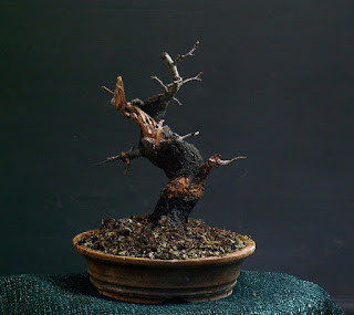 Sloe, Prunus spinose, trnka, bonsai, yamadori, dead wood