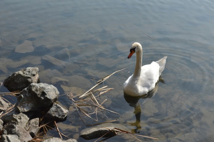white swan, pool
