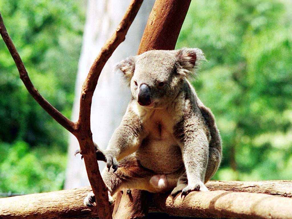 Koala | The Biggest Animals Kingdom