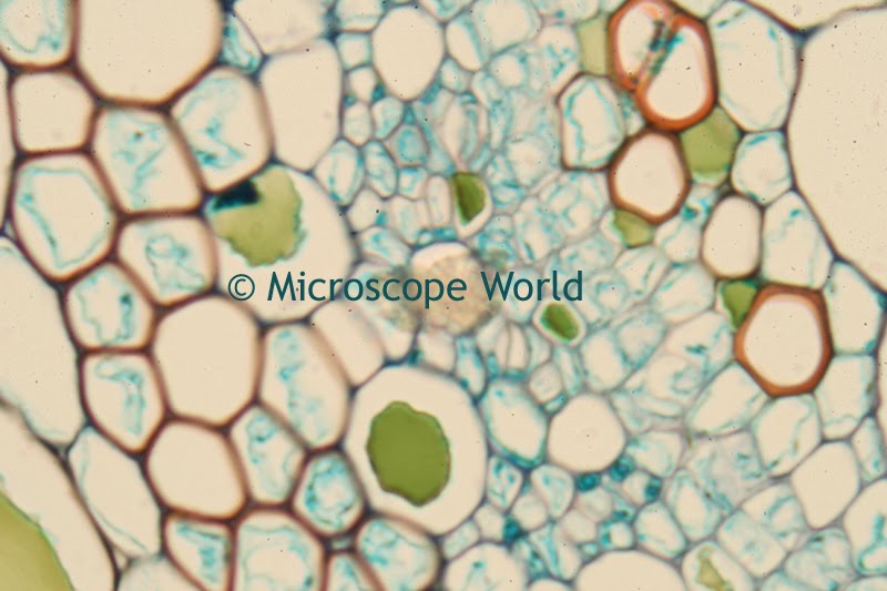 Dicot under the microscope