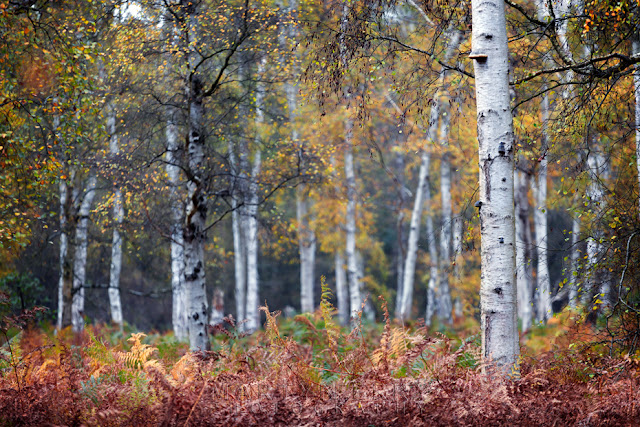 Silver birch trees surrounded by beautiful autumn colour Natural England woodland at Holme Fen with full autumn bloom on the silver birch trees