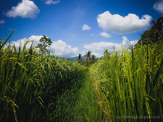 Walking Pathway Between Paddy Grains Of The Rice Fields At Ringdikit Village, North Bali, Indonesia