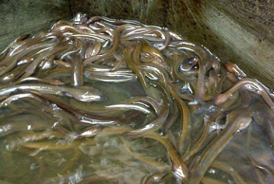 cara budidaya ikan sidat di jawa timur,sidat di kolam terpal,sidat di kolam beton,harga ikan sidat,sidat,ikan lele, cara budidaya ikan sidat di jawa timur,sidat di kolam terpal,sidat di kolam beton,harga ikan sidat,sidat,ikan lele,
