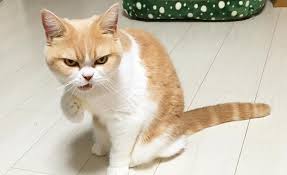 membuat kucing jinak membuat kucing jinak atau manja