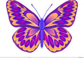butterfly butterfly
