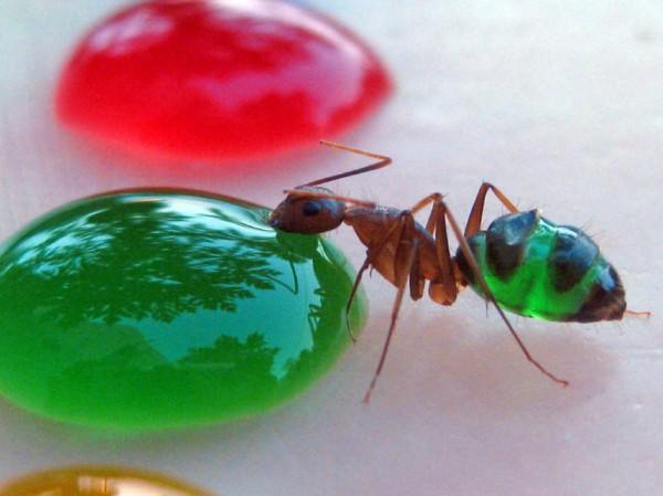 formigas coloridas