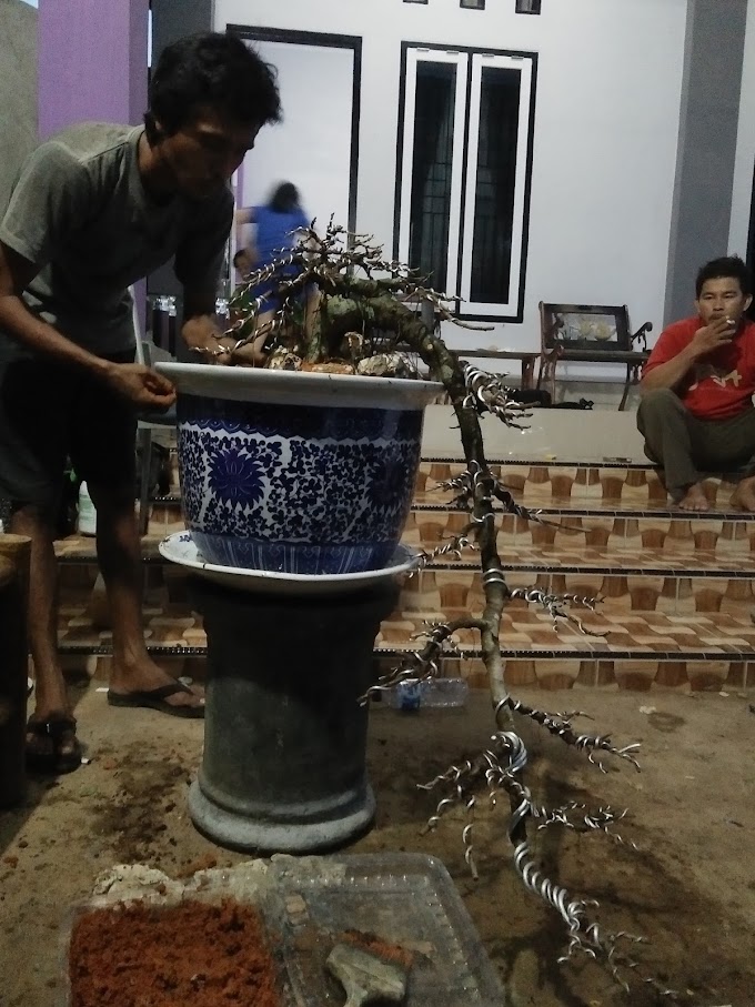 TIPS & TRICK MEMBUAT BONSAI AIR TERJUN (CASCADE) CANTIK