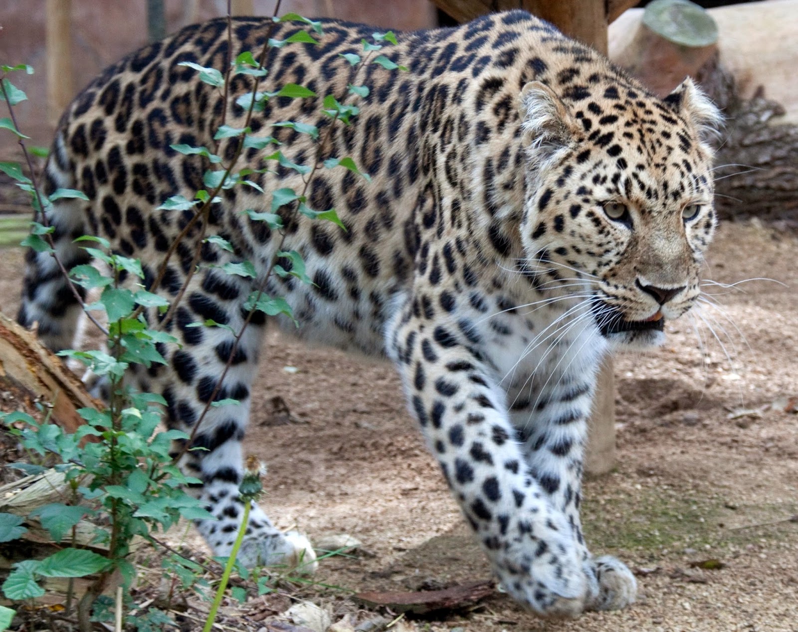 Blok888: Top 10 Most Critically Endangered Animals in the planet