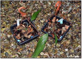 Orquídeas Blog de Angel Mar: Cestas de madera para orquídeas (Otra