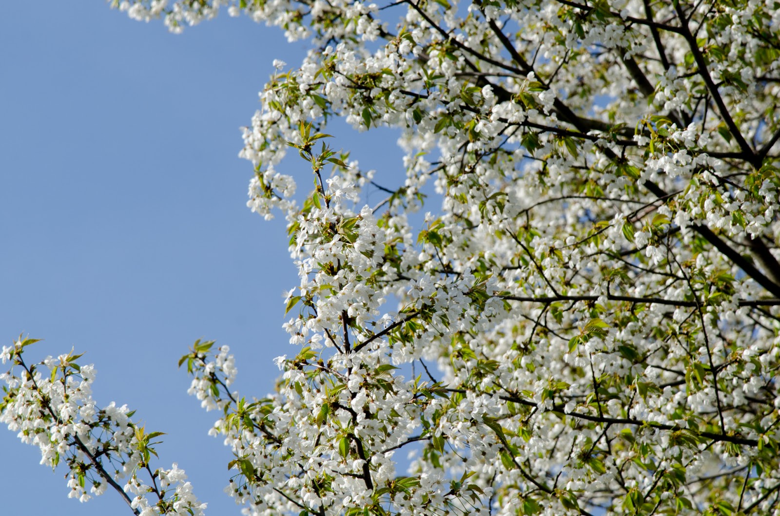 weiße Blüten Prunus avium