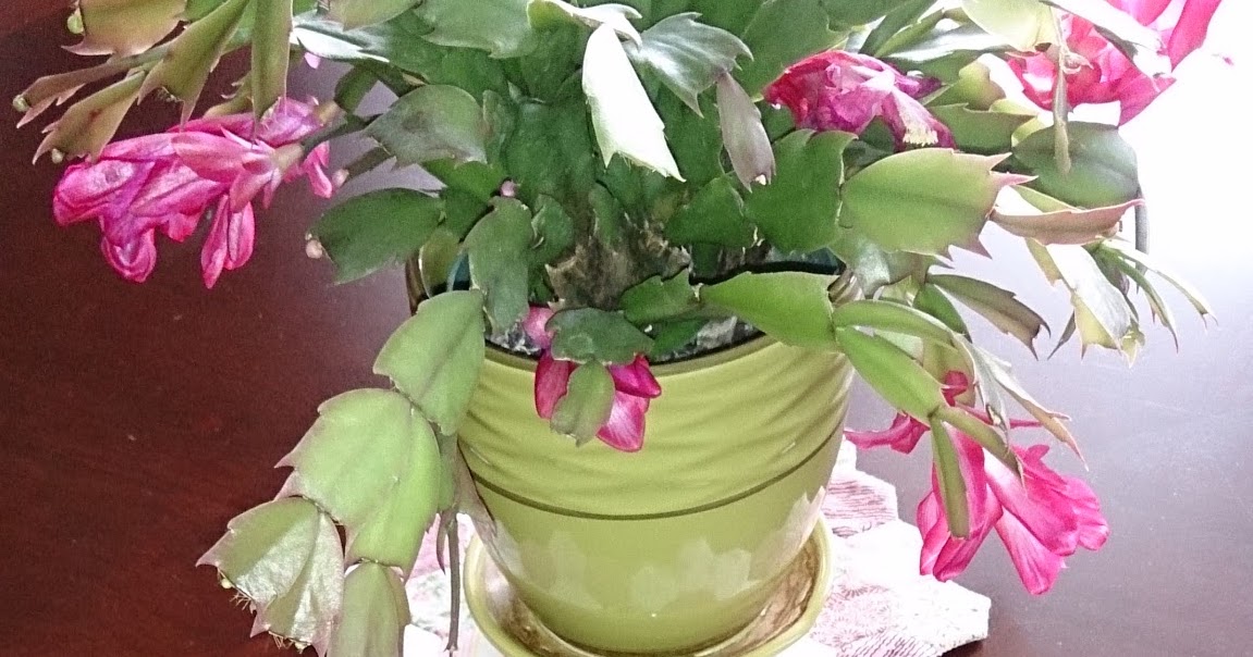 That British Woman: Knitted presents finished: