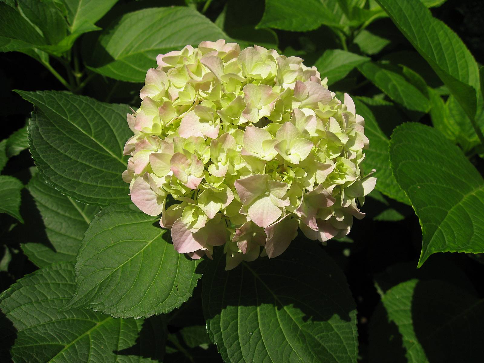 flowers for flower lovers.: Hortensia flowers.