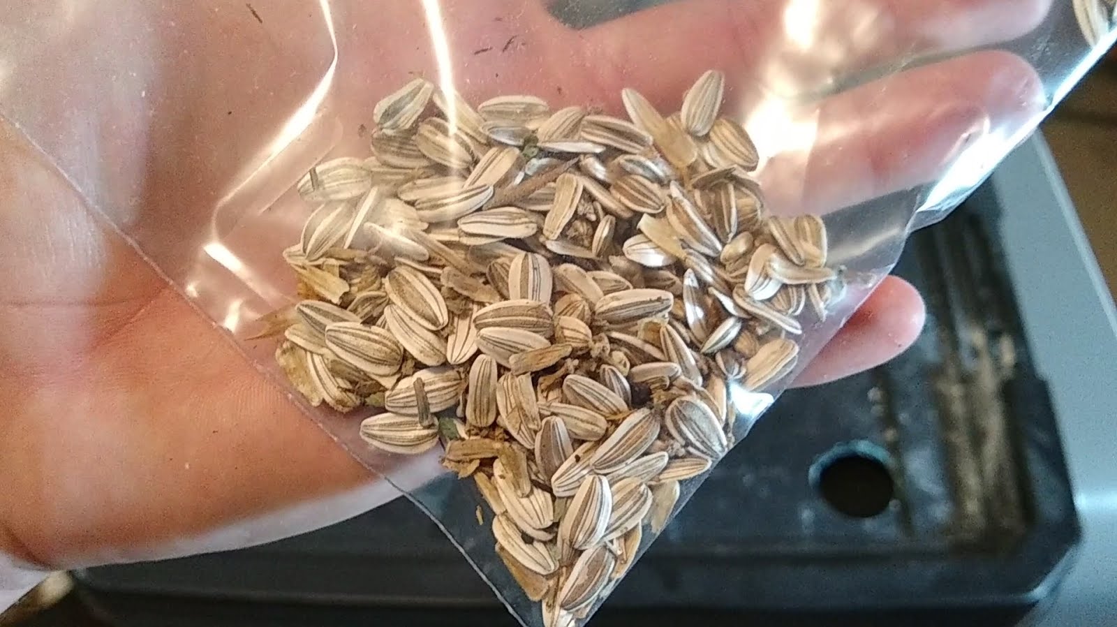 Saving Sunflower Seeds Greens and Machines