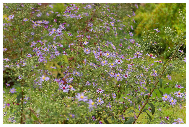 aster gawędka, Aster amellus
