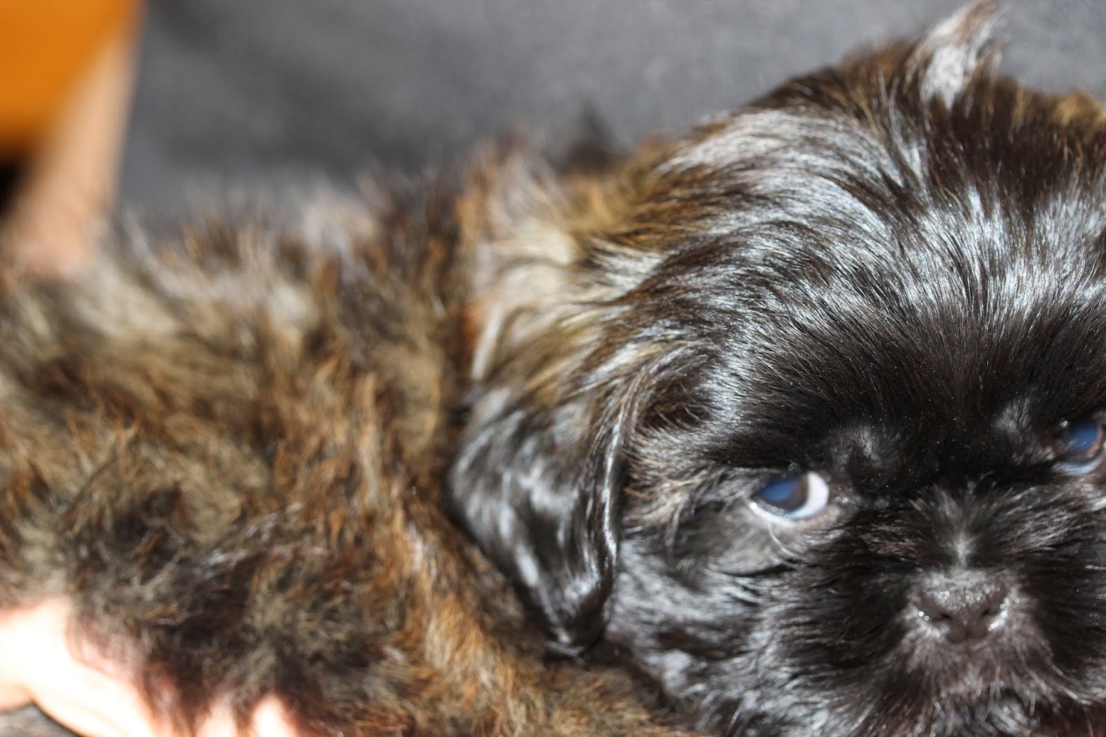 Tarry Home Tzus the home of the Chinese Chrysanthemum Dog