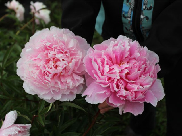 Names Of Pink Flowers Names Of Pink Flowers