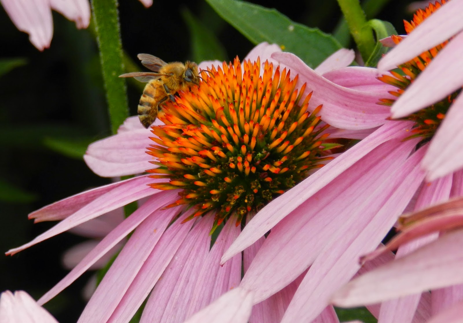 Prairie Rose's Garden GGBD What Do You Call a Plethora of Coneflowers?
