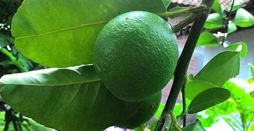Cara Mengobati Batuk Kering Dengan Jeruk Nipis, Obat Alami dan Ampuh Cara Mengobati Batuk Kering Dengan Jeruk Nipis, Obat Alami dan Ampuh