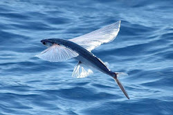 flight fish flying fins ocean gliding open fly pectoral sea fishes fishing water flyingfish types exocoetidae animal animals volant poisson