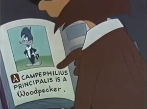 Ivory-billed Woodpecker