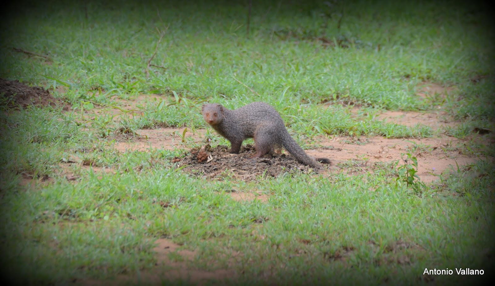 Fotografias de Antonio Vallano Yala Mangosta hindú gris