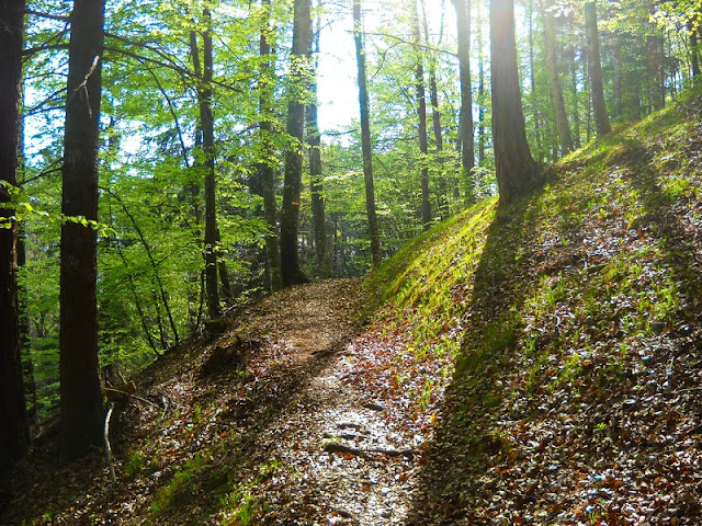 Dopo un primo breve tratto su asfalto, il sentiero si addentra nel bosco
