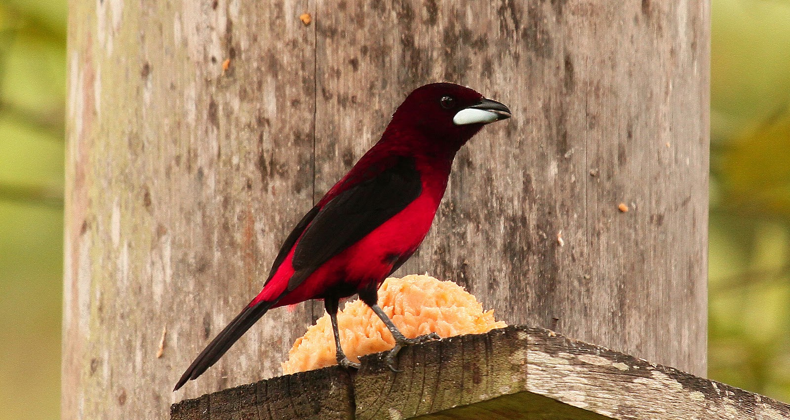 EJE CAFETERO - AVES DE CALDAS - BIRDS OF CALDAS -COLOMBIA: AVES BAJO