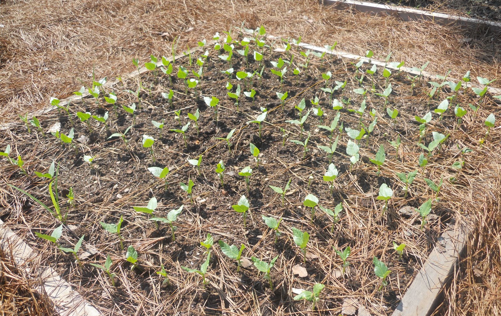 Home Garden Pinkeye Purple Hull Pea Pests