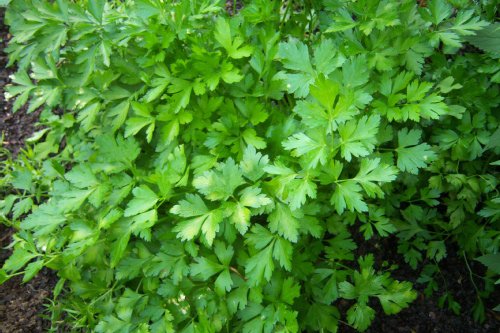 Parsley – Petroselinum sativum - one of the healthiest and the most curative herbs