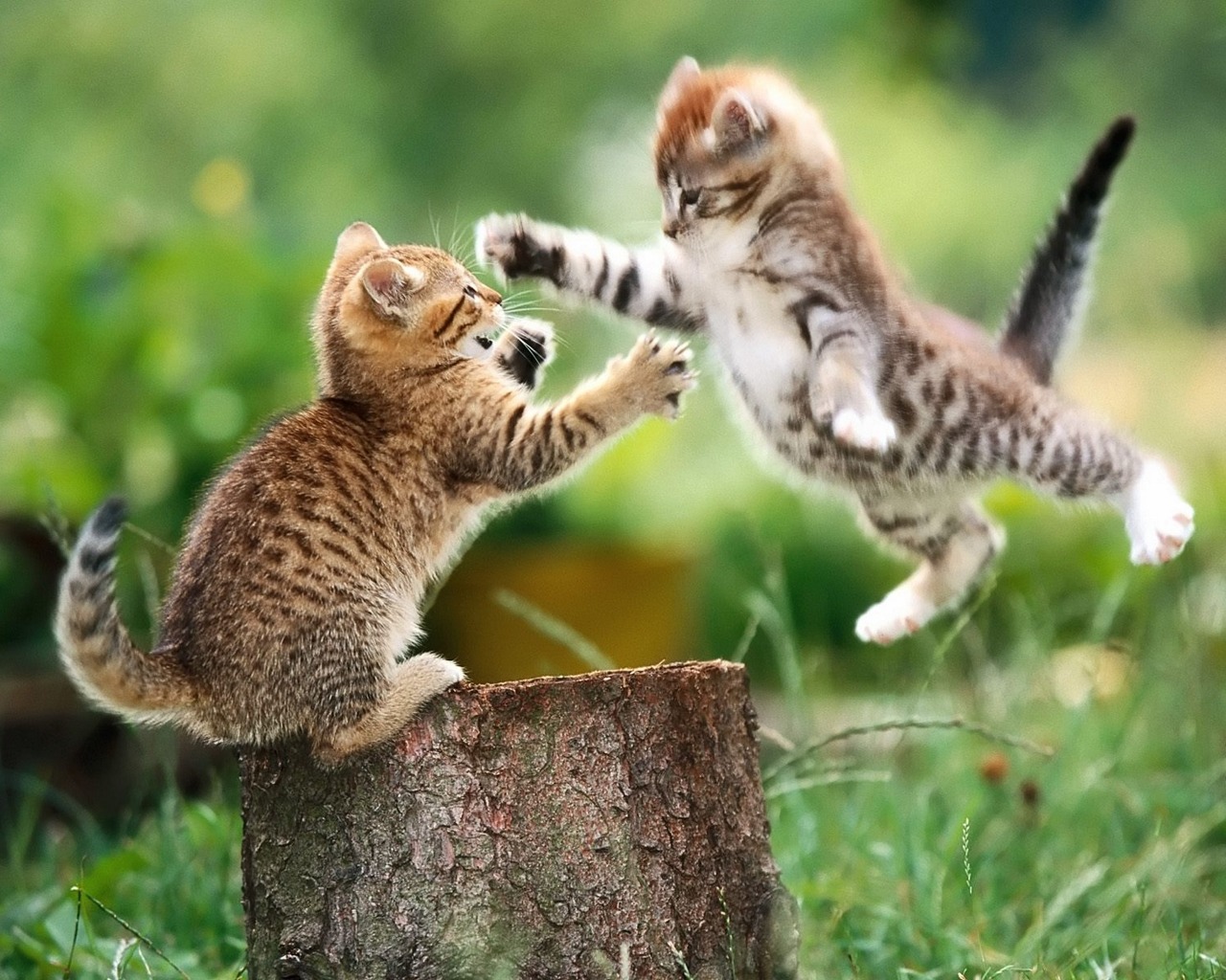 New: Cats Wallpaper / Cute / Funny / Beautiful