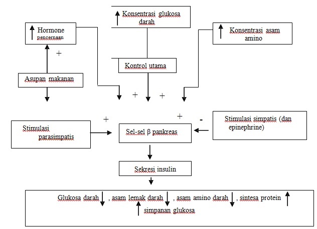 hormon insulin hormon insulin