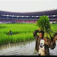 meme gambar lucu stadion gbk di tanami padi meme gambar lucu stadion gbk di tanami padi