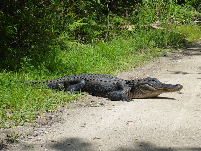 Alloigator Fakahatchee Strand Preserve Everglades Floride
