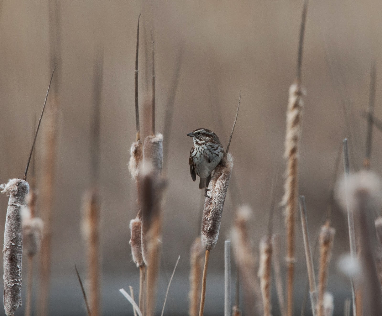 Backyard Birds Salt Lake City Backyard Ideas