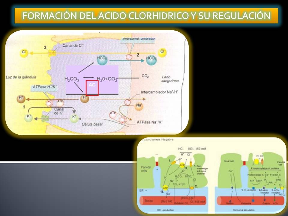 PORTAFOLIO DE EVIDENCIAS, FISIOLOGÍA BASICA JONATHAN I. JIMENEZ UAS