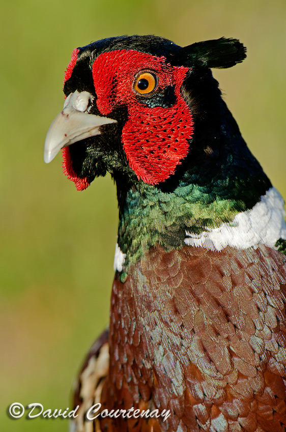 Wildlife Photography across the Water Nikon D7000 for sale