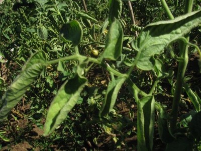 Ugonjwa-wa-batobato-wa-nyanya Majani-ya-nyanya-yalivyojikunja-kutokana-na-ugonjwa-wa-batobato