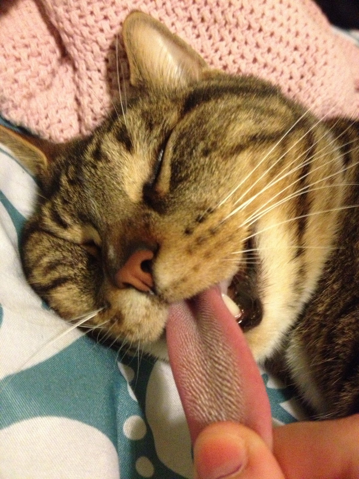 Спать с высунутым языком. Кот кусает. Кошачий язык. Смешные киски.