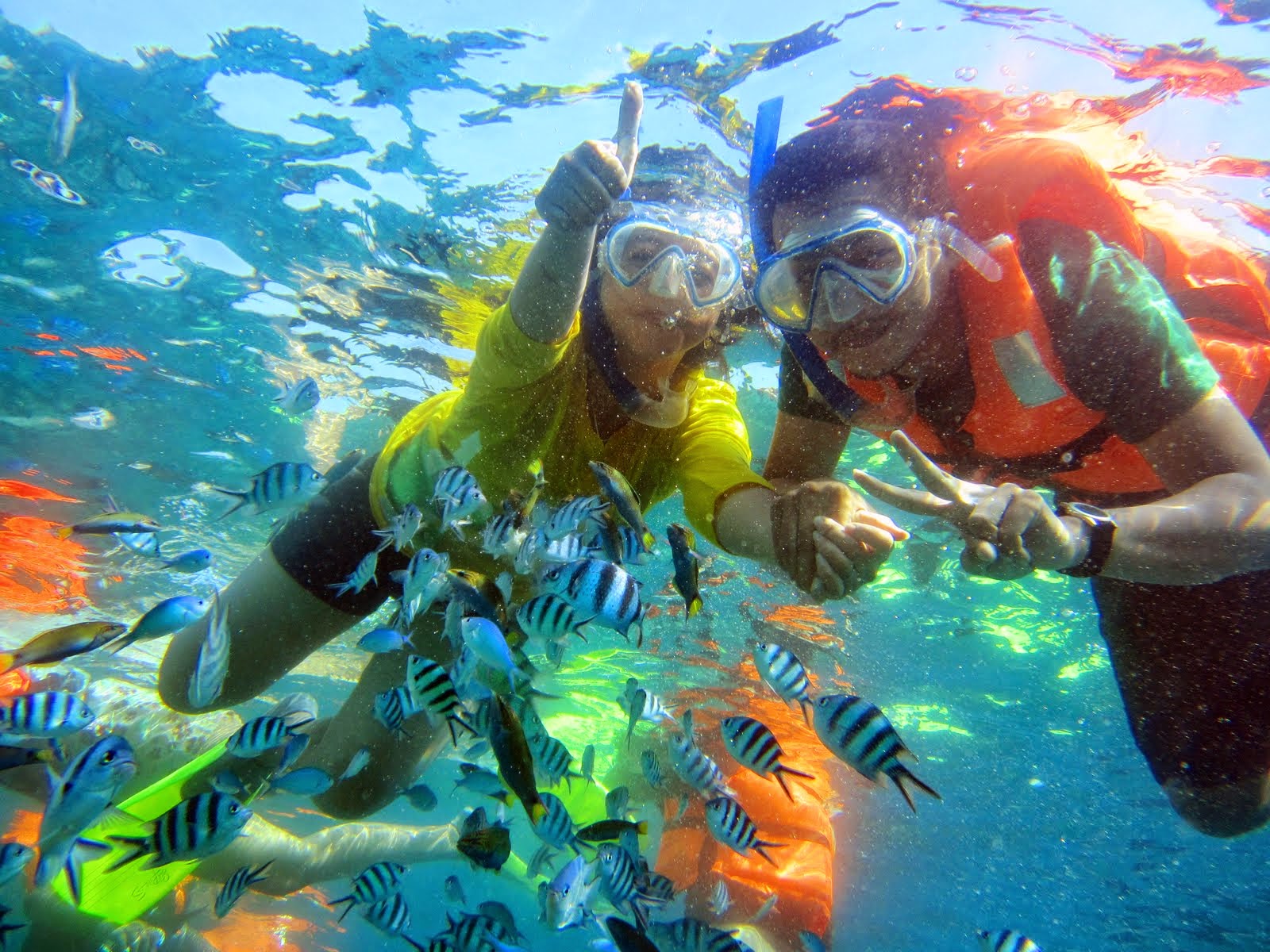 снорклинг шарм эль шейх. египет риф снорклинг. снорклинг в египте шарм-эль-шейх. танзания занзибар снорклинг. снорклинг шарм эль шейх.