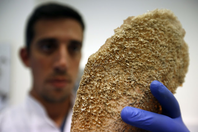 New parasite decimates giant clam species in Mediterranean New parasite decimates giant clam species in Mediterranean