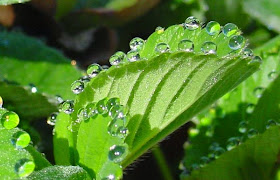 strawberry leaf guttation noah erhardt